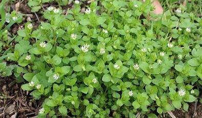 家里的膝盖骨关节炎治疗